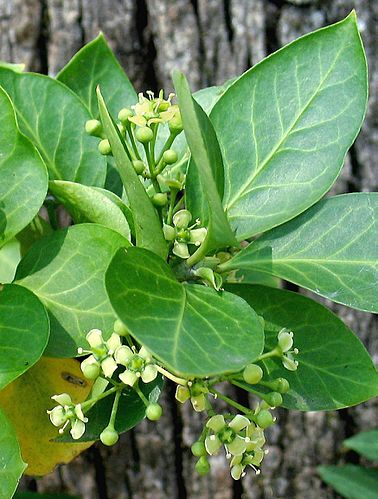 Euonymus fortunei